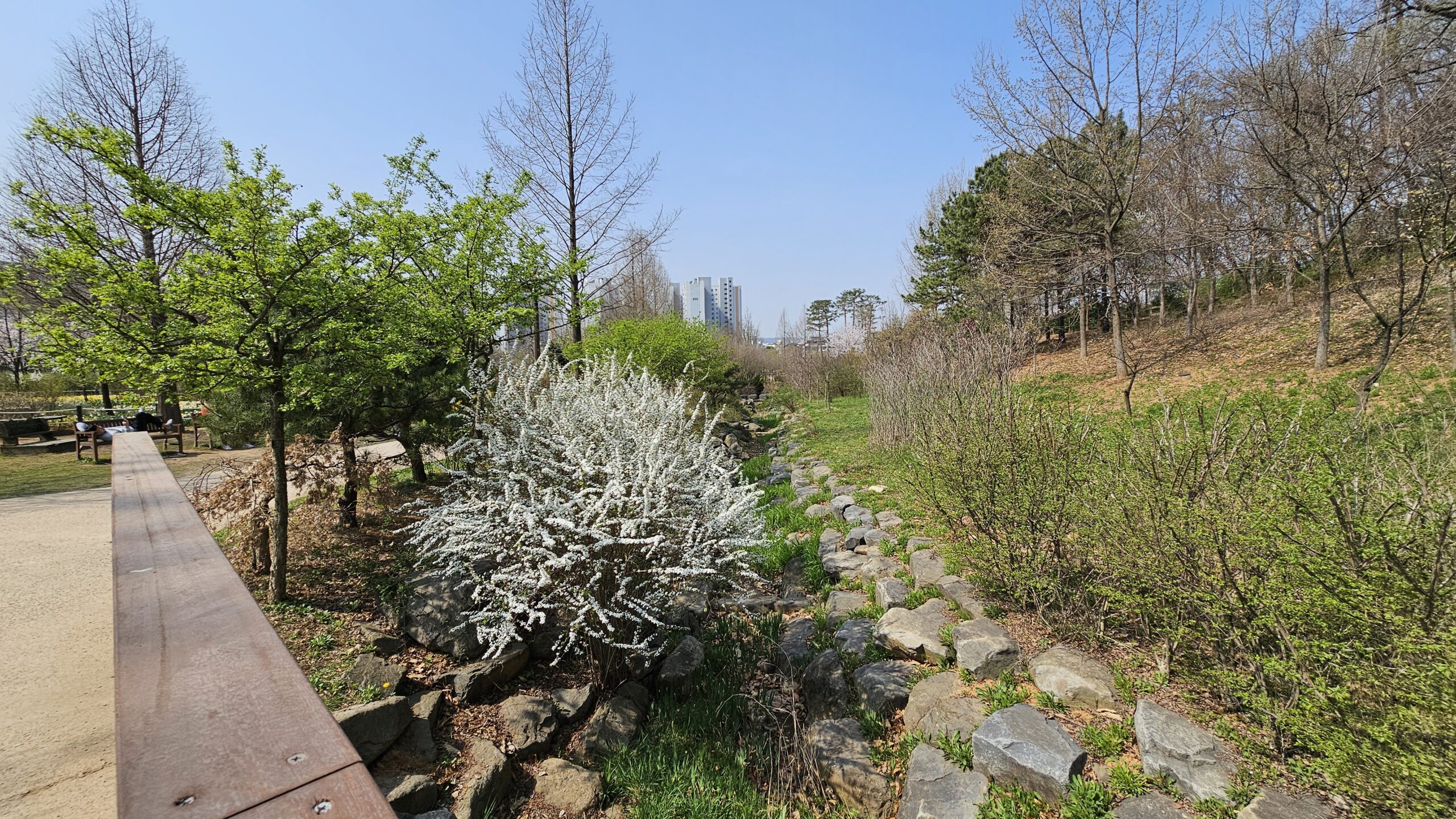 서울 근교 벚꽃구경 항동 푸른수목원